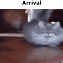 Arrival Cat GIF