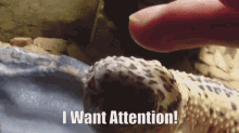 Gecko Want Attention GIF - Gecko Want Attention GIFs