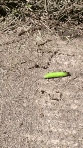 a green caterpillar is laying on the ground next to some grass .