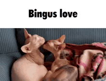 Binguscord Omg GIF - Binguscord Omg Love GIFs