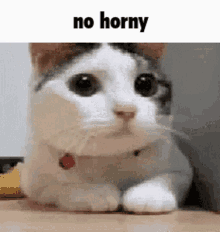 Cat No Horny GIF - Cat No Horny Funny GIFs