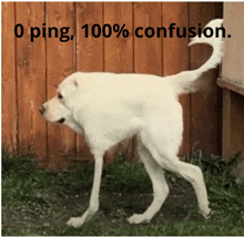 a white dog standing in front of a wooden fence with the words " 0 ping 100 % confusion "
