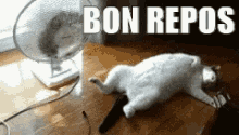Bon Repos GIF - Cat Bon Repos I Wanna Sleep GIFs