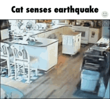 Cat Panic GIF - Cat Panic Earthquake GIFs