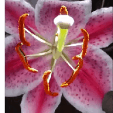 Lilies GIF