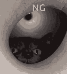 Nogame4321 Gfuelsniff GIF