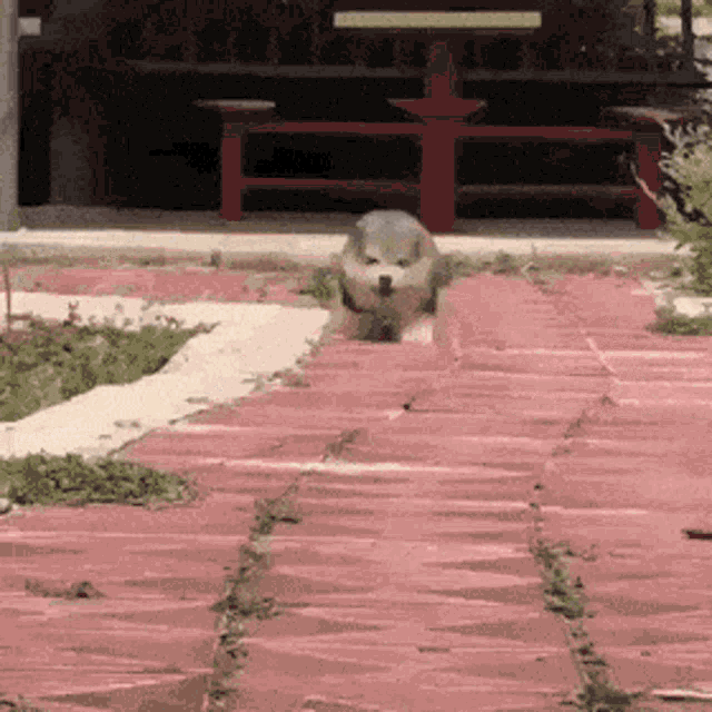 barky-allen-puppy.gif