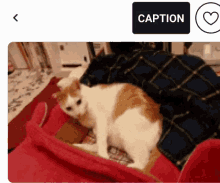 Bedtime Cats GIF - Bedtime Cats Kicked GIFs