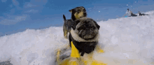 Pug Snowboarding GIF - Pug Snowboarding GIFs