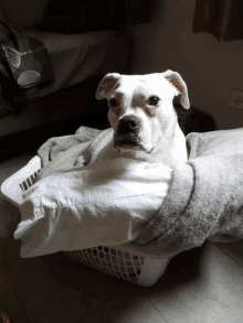 White Dog Laundry Day GIF - White Dog Laundry Day GIFs