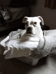 White Dog Laundry Day GIF