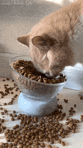 a cat is eating from a bowl of cat food on a table ..