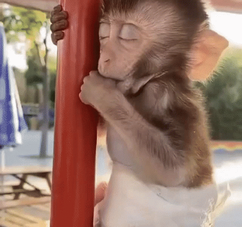 Baby Monkeys Hug Meme GIF