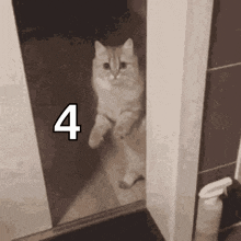 Cat Close Door GIF