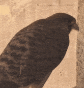 a close up of a bird with a leopard print on its feathers