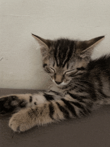 Cat Leo GIF