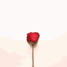 Love Heart GIF - Love Heart Rose GIFs