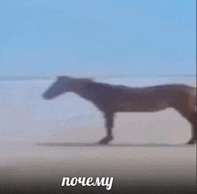 a blurred image of a horse walking on a beach .