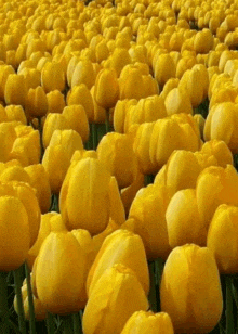 цветы -- тюльпаны GIF