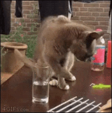 How Rude!!! GIF - Kitty Cat Drink GIFs