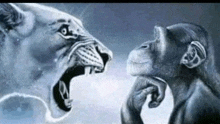 a lion and a chimpanzee are looking at each other with their mouths open .