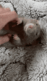 Rat Cute GIF - Rat Cute Tickle GIFs