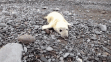 a seal is laying on a pile of rocks on the beach