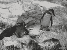 Penguins GIF - Penguin Push Bully GIFs
