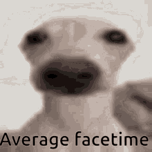 Dog Meme GIF - Dog Meme Sniff Camera GIFs