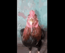 Chicken Beatbox GIF