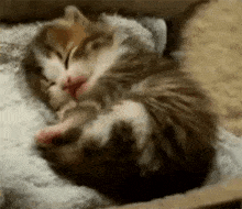 Eepy Cat Kitten GIF - Eepy Cat Kitten Cat GIFs