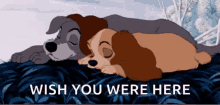 lady and the tramp cuddle wish you were here cute dog