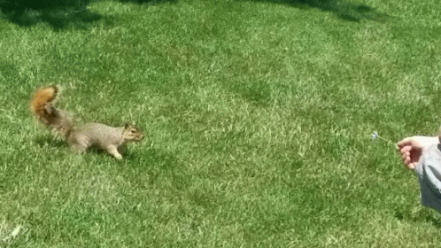 happy squirrel gif