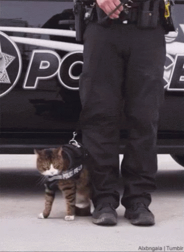 Cat Police Sticker - Cat Police Eyes On You - Discover & Share GIFs