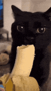 a black cat is eating a banana with a blue background