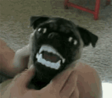 Pugs Dog GIF - Pugs Dog Vampire Teeth GIFs