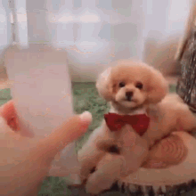 Picture Puppy GIF - Picture Puppy Photo GIFs