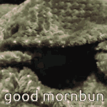 Bunny Good Morning GIF - Bunny Good Morning Bun GIFs