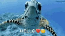herllo sea turtle ocean cuteb