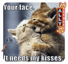 a picture of two kittens kissing with a caption that says your face it needs my kisses