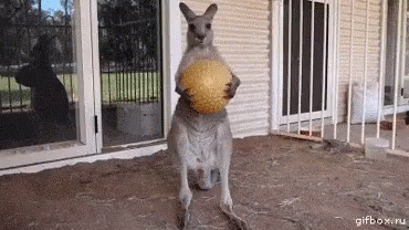 kangaroo-ball.gif