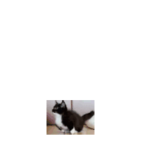 Cat Boing Sticker - Cat Boing Jumping Stickers