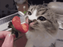 Cat Strawberry GIF - Cat Strawberry GIFs