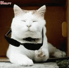 My Attitude Before Professionals Cat GIF - My Attitude Before Professionals Cat Attitude GIFs
