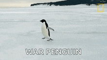Waddling National Geographic GIF - Waddling National Geographic Penguins GIFs