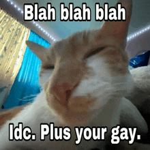 a cat with its eyes closed and the words blah blah blah idc plus your gay on the bottom