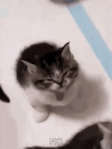 a kitten is sitting on a white surface and looking at the camera while another kitten looks on .