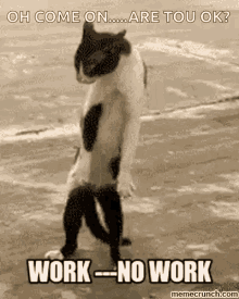 ready work no work cat funny