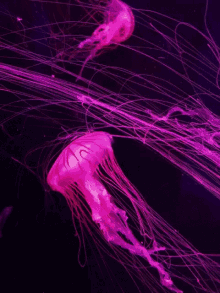 Jellyfish Underwater GIF
