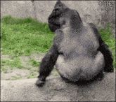 a gorilla is sitting on a rock and looking at something